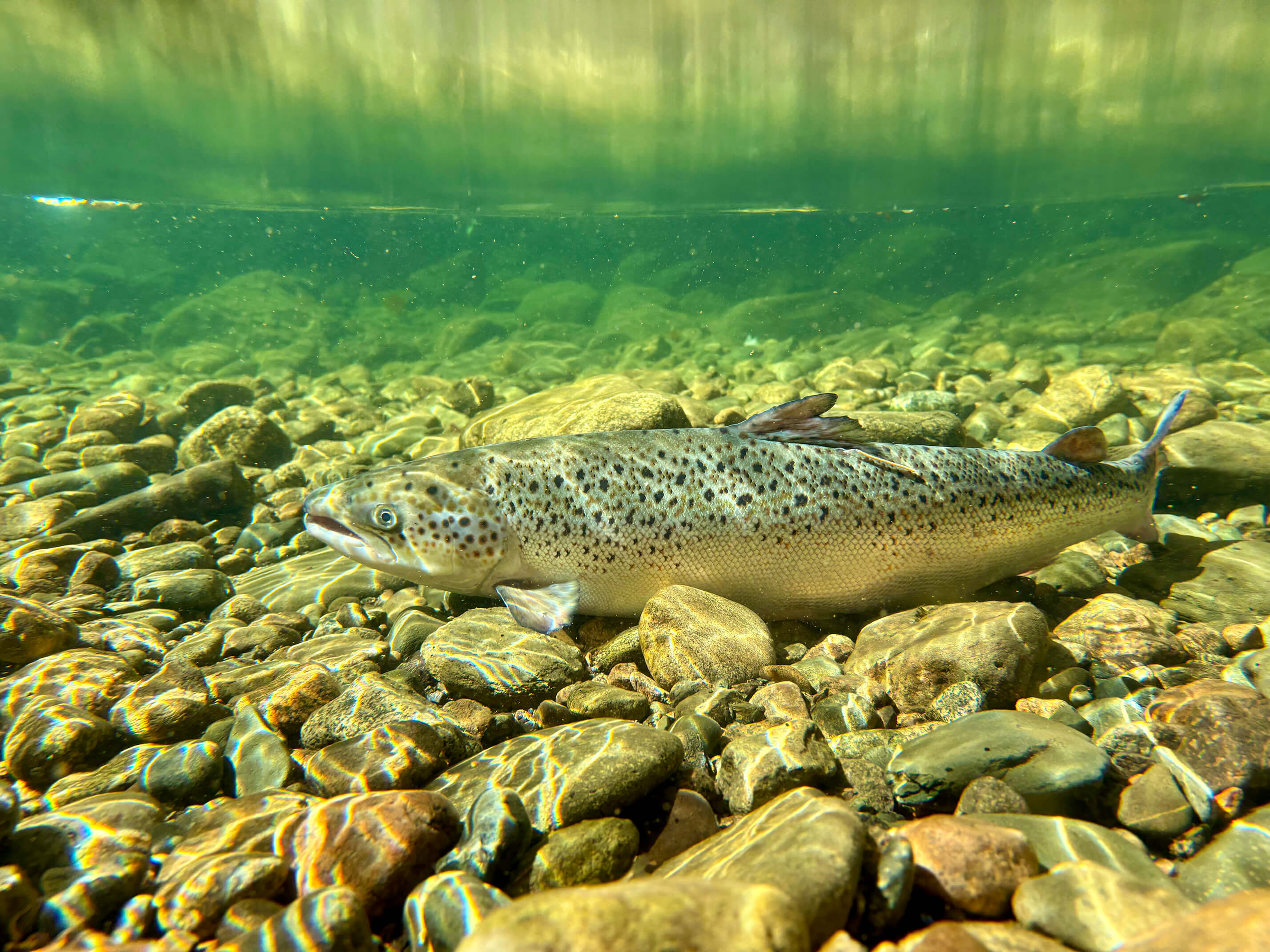 Salmon swimming underwater