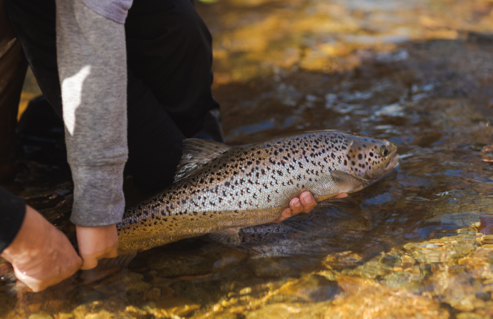 Salmon being held at water's surface